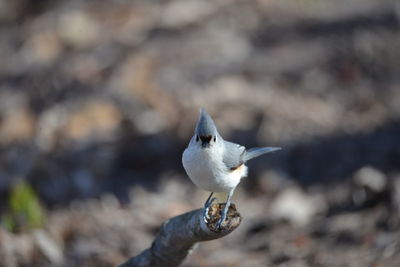 Close-up of seagull perching outdoors