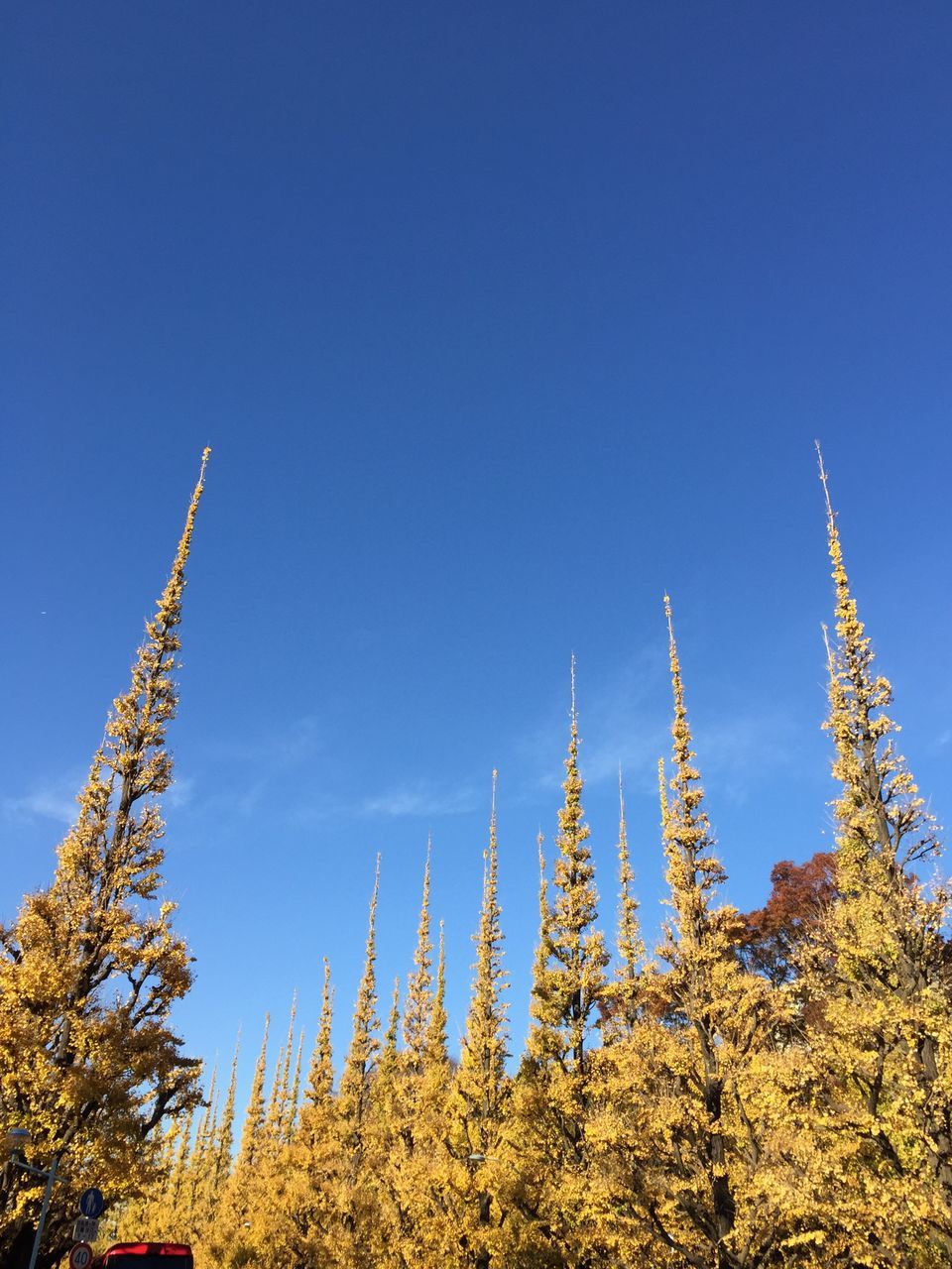 blue, clear sky, low angle view, copy space, tree, religion, nature, growth, spirituality, day, outdoors, no people, high section, sky, beauty in nature, place of worship, tranquility, sunlight, gold colored