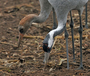 View of birds on field
