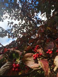 Low angle view of leaves on tree