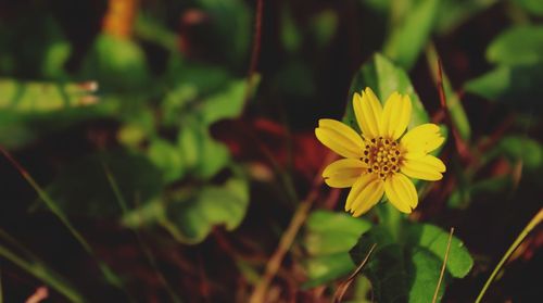 Close-up of yellow flowering plant