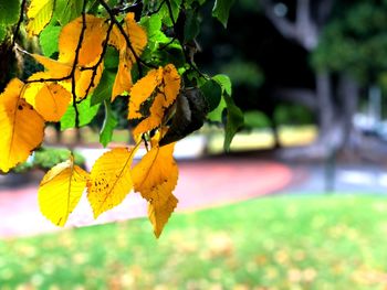 Close-up of yellow maple leaves on field
