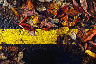 High angle view of yellow maple leaves