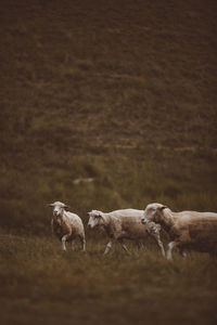 Sheep walking on grass