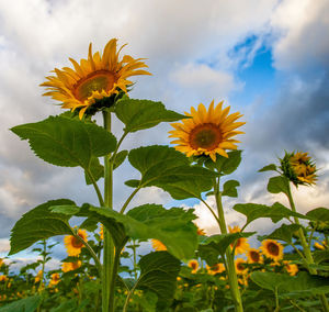 Low angle view of sunflowers growing on field against sky