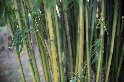 Close-up of plant