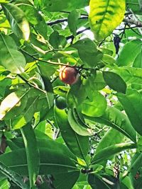 Close-up of fruits on tree