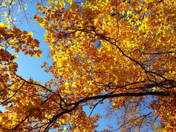 Low angle view of trees