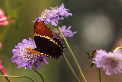 High angle view of butterfly on purple flower