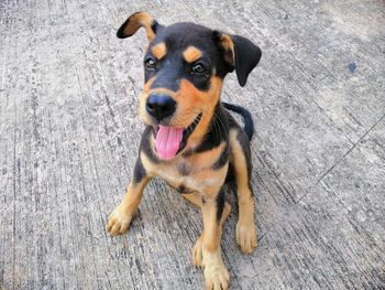 Brown and black puppy sitting on concrete floor, it is looking at the camera, and it is good dog