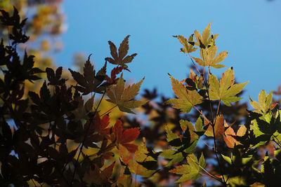 Low angle view of maple leaves against sky