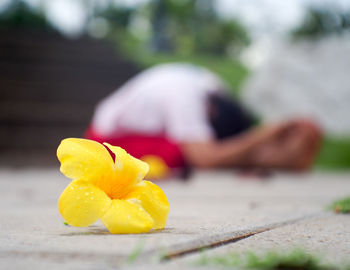 Close-up of yellow flower