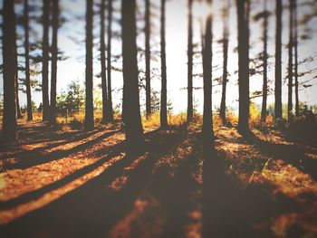 Trees in forest during sunset