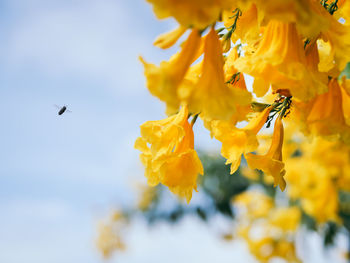 Close-up of insect on yellow flower