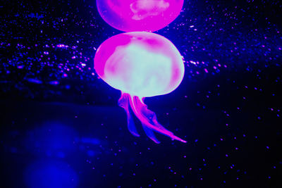 Close-up of jellyfish swimming in sea