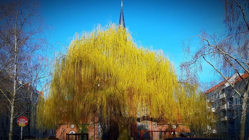Close-up of tree against sky in city