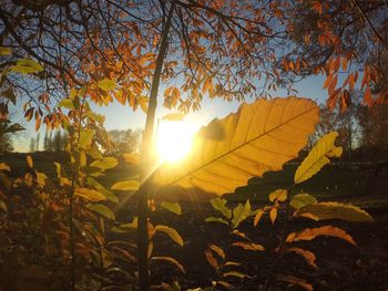 Sun shining through tree during sunset