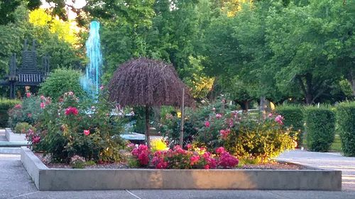 Flowers growing in park