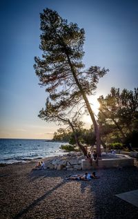 Trees on beach against clear sky