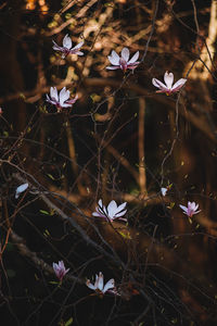 Close-up of purple flowering plants