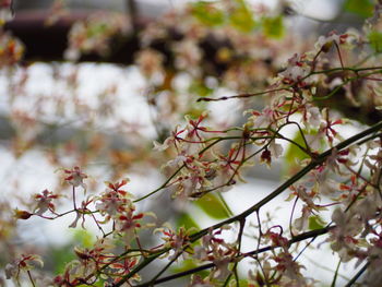 Close-up of cherry blossom tree