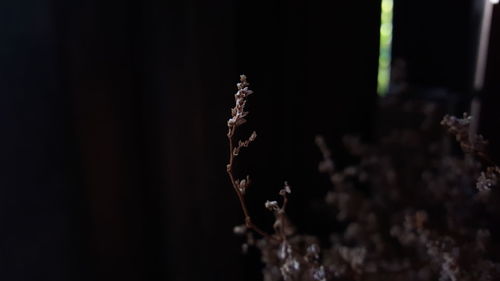 Close-up of an animal on plant