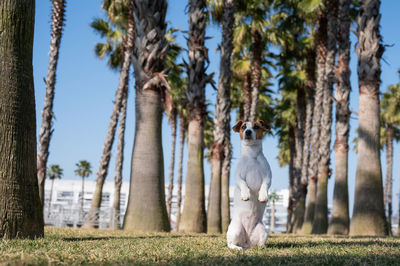 Rear view of woman walking on field