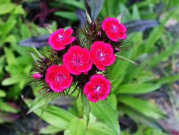 Close-up of flowers