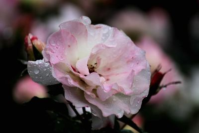 Close-up of pink flowers