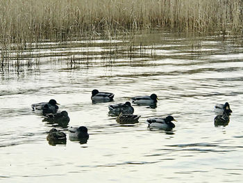 View of ducks swimming in lake