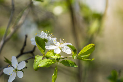 Close-up of fresh flowers