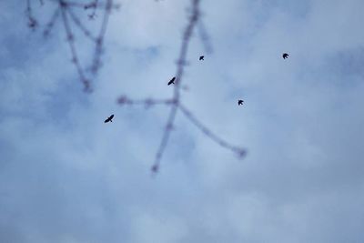 Low angle view of bird flying in sky