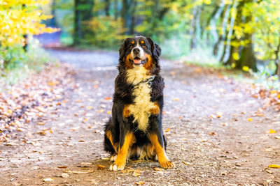 Dog standing on a land