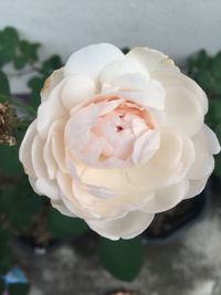 Close-up of white rose blooming outdoors