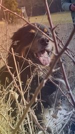 Close-up of dog yawning