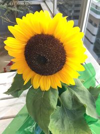 Close-up of fresh sunflower blooming outdoors