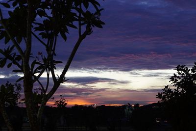 Silhouette trees against dramatic sky