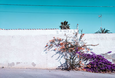 White wall with climbers