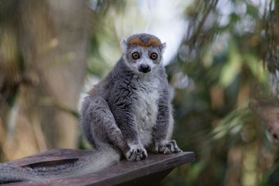 Portrait of lemur sitting on tree