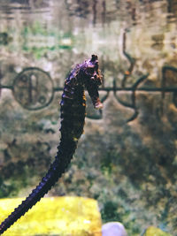 Close-up of purple flower