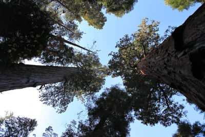 Low angle view of trees against sky