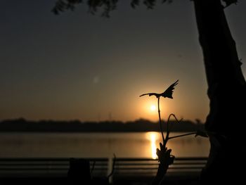 Close-up of silhouette bird against sky during sunset
