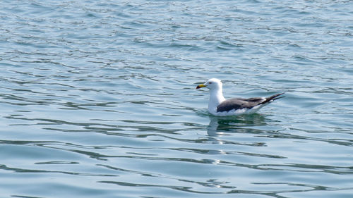 Seagull swimming in lake