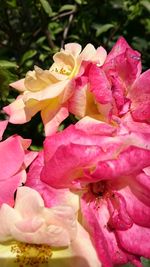 Close-up of pink rose