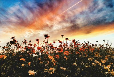 Plants growing on field against cloudy sky