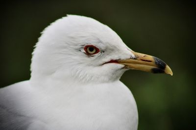 Close-up of seagull