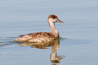 View of duck swimming in lake