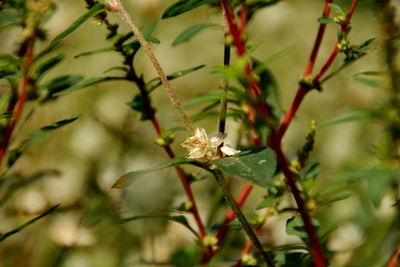 Close-up of a flower