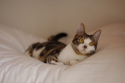 pet