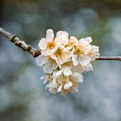 branch